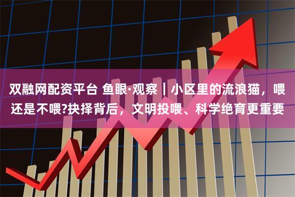 双融网配资平台 鱼眼·观察｜小区里的流浪猫，喂还是不喂?抉择背后，文明投喂、科学绝育更重要