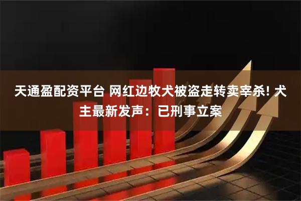 天通盈配资平台 网红边牧犬被盗走转卖宰杀! 犬主最新发声:已刑事立案